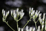 White thoroughwort